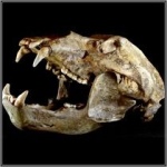 Fossilien versteinerter Höhlenbär Schädel