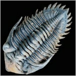 Trilobiten aus Marokko zum Kaufen auf fossilien24.com